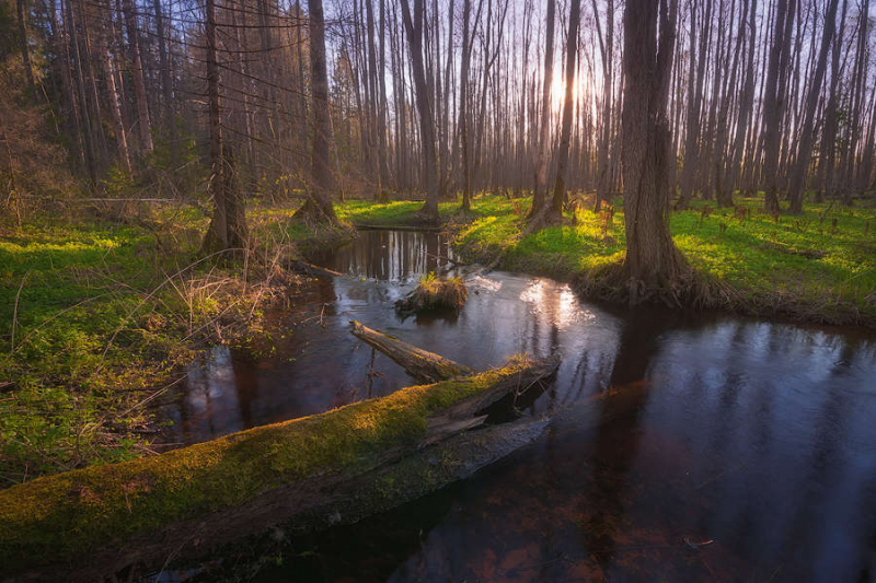 МАГИСТРАТУРА NIKON. Съемка в лесу